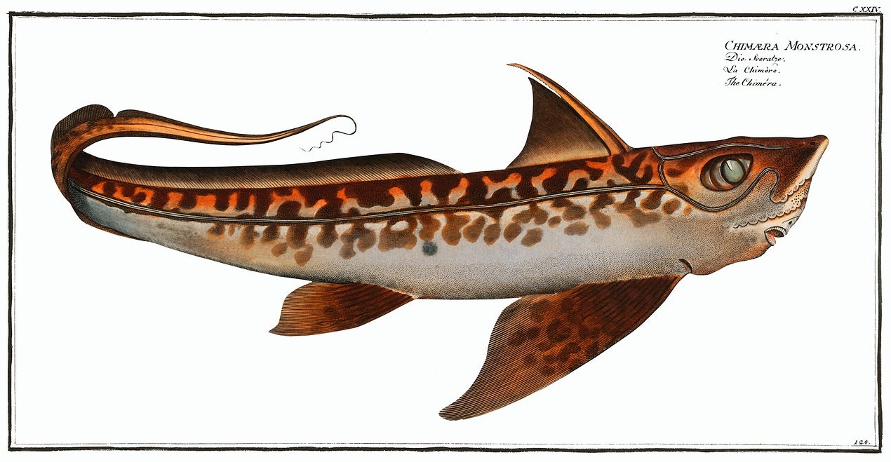 Chimaera monstrosa Linnaeus, 1758